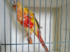 American Dilute Conure
